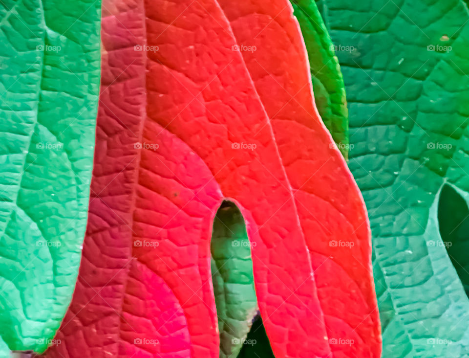 red leaf between two green leaves, at the beginning of autumn when the leaves are starting to change