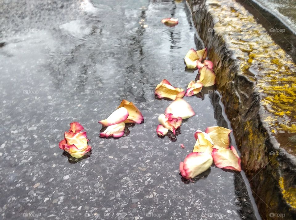 Petals in the rain