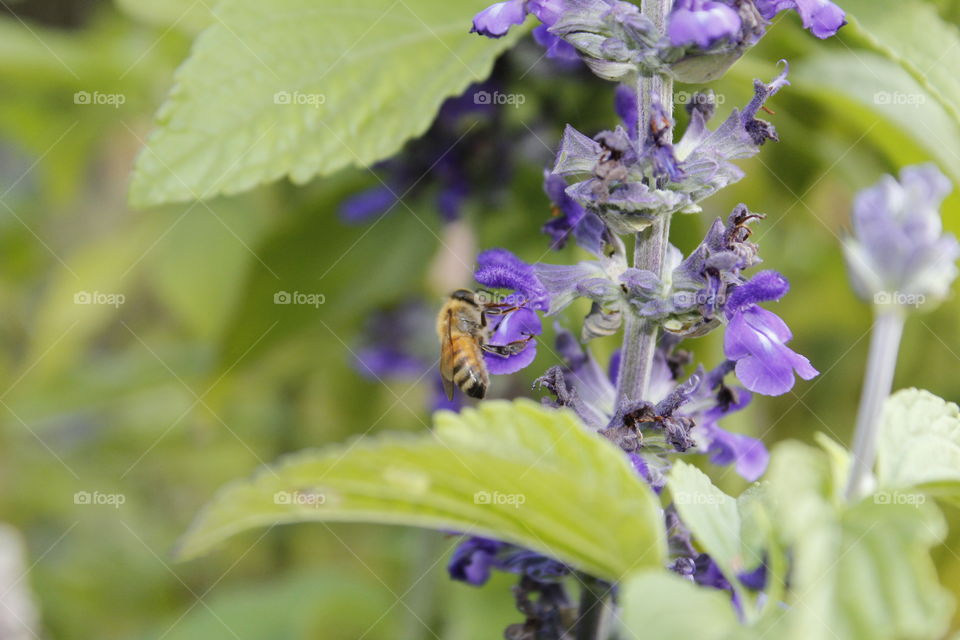 Nature, Leaf, Flora, Summer, No Person
