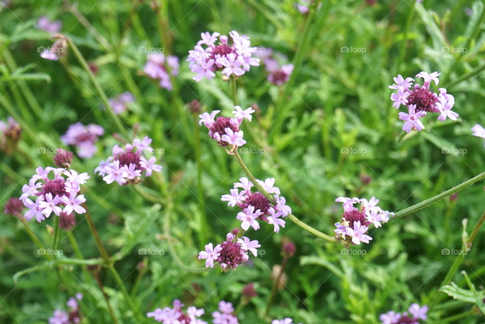 Argentinian  Vervain 
Spring
California Flowers