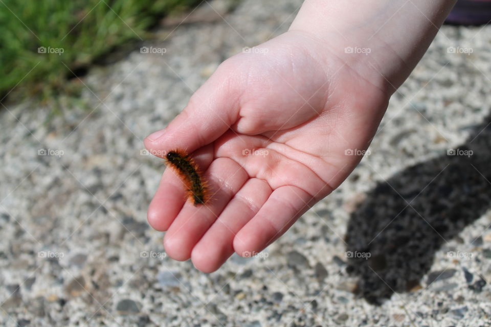 Close-up of child's hand holding caterpillar