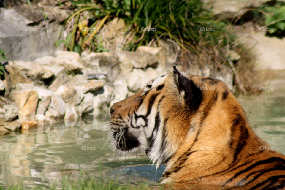 animal tiger zoo tiger in water by leonbritton123