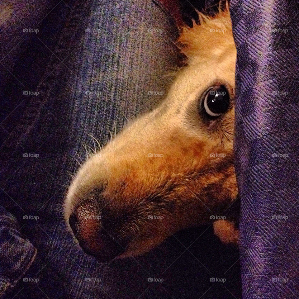 dog eyes golden retriever begging by petern