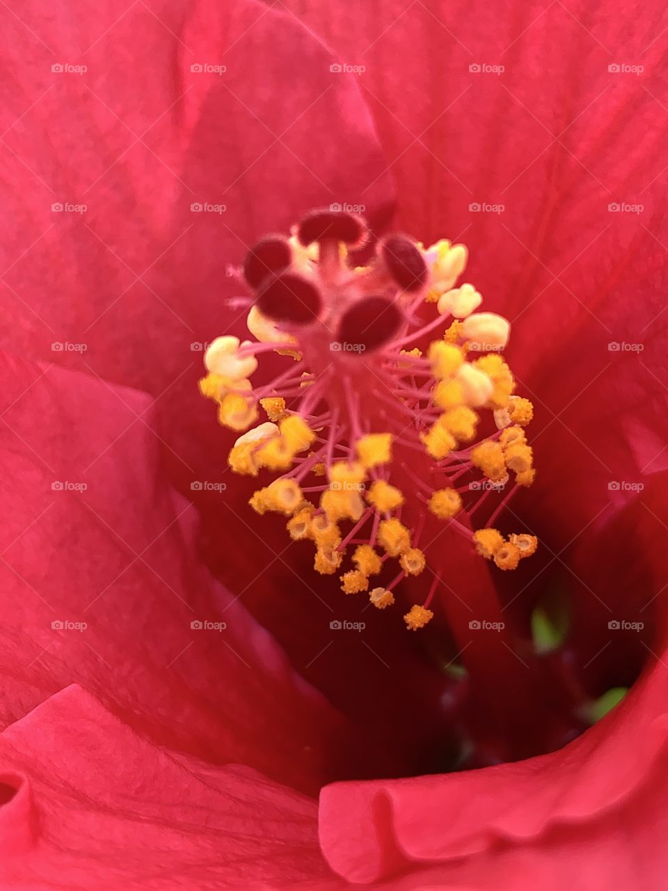 Close up photo of pollen, Chinese hibiscus flower blossoms with lovely red petals.