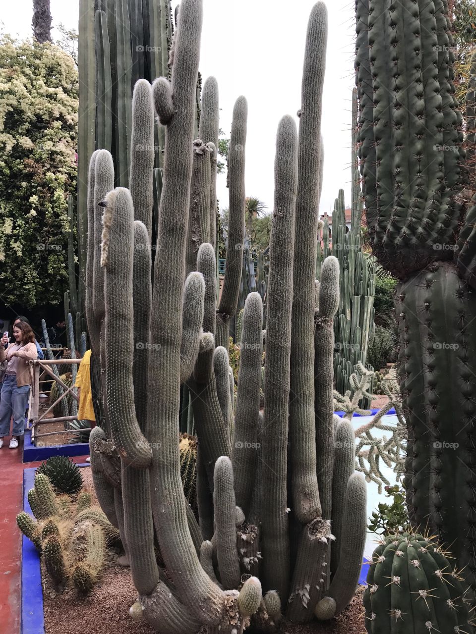 Garden Majorele, Marrakech 