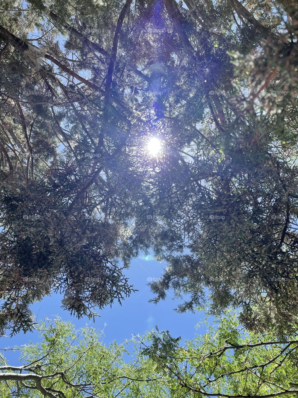 Beautiful sun between trees 