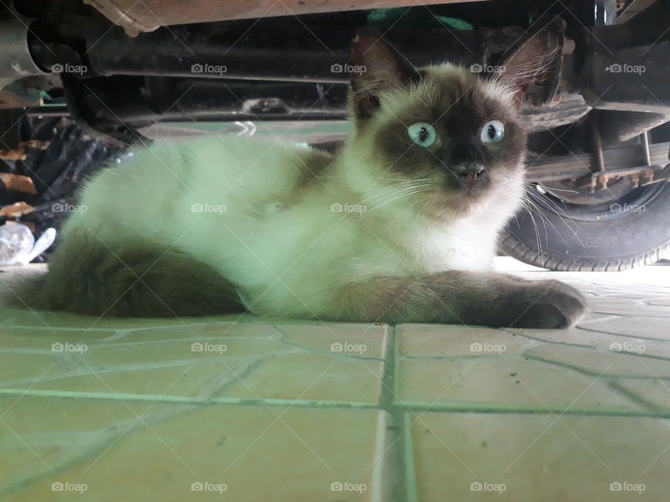 Cats are carnivorous animals but many people keep them and are liked because they are tame and fun to play with.