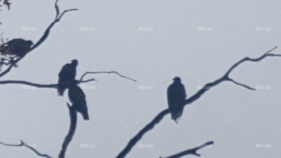 turkey vultures in a dead tree