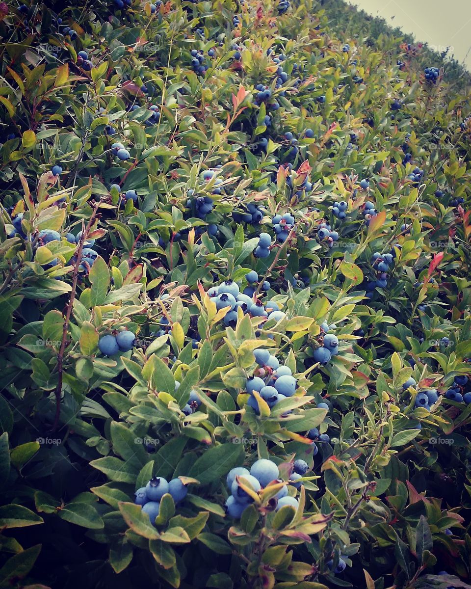 Blueberry Fields, Maine