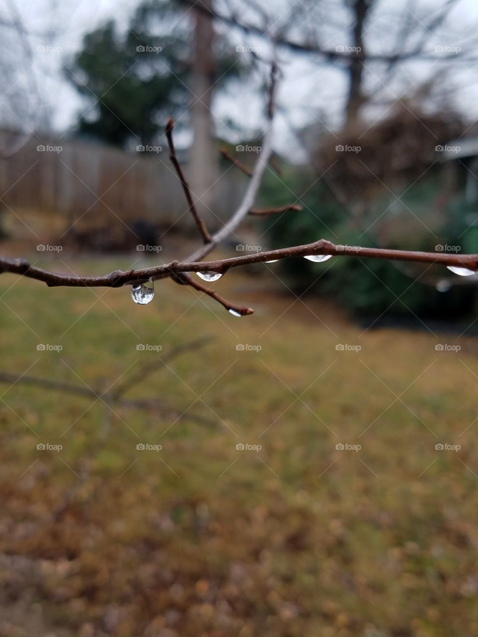 First photo of the new year is rain drops hanging on to the branches