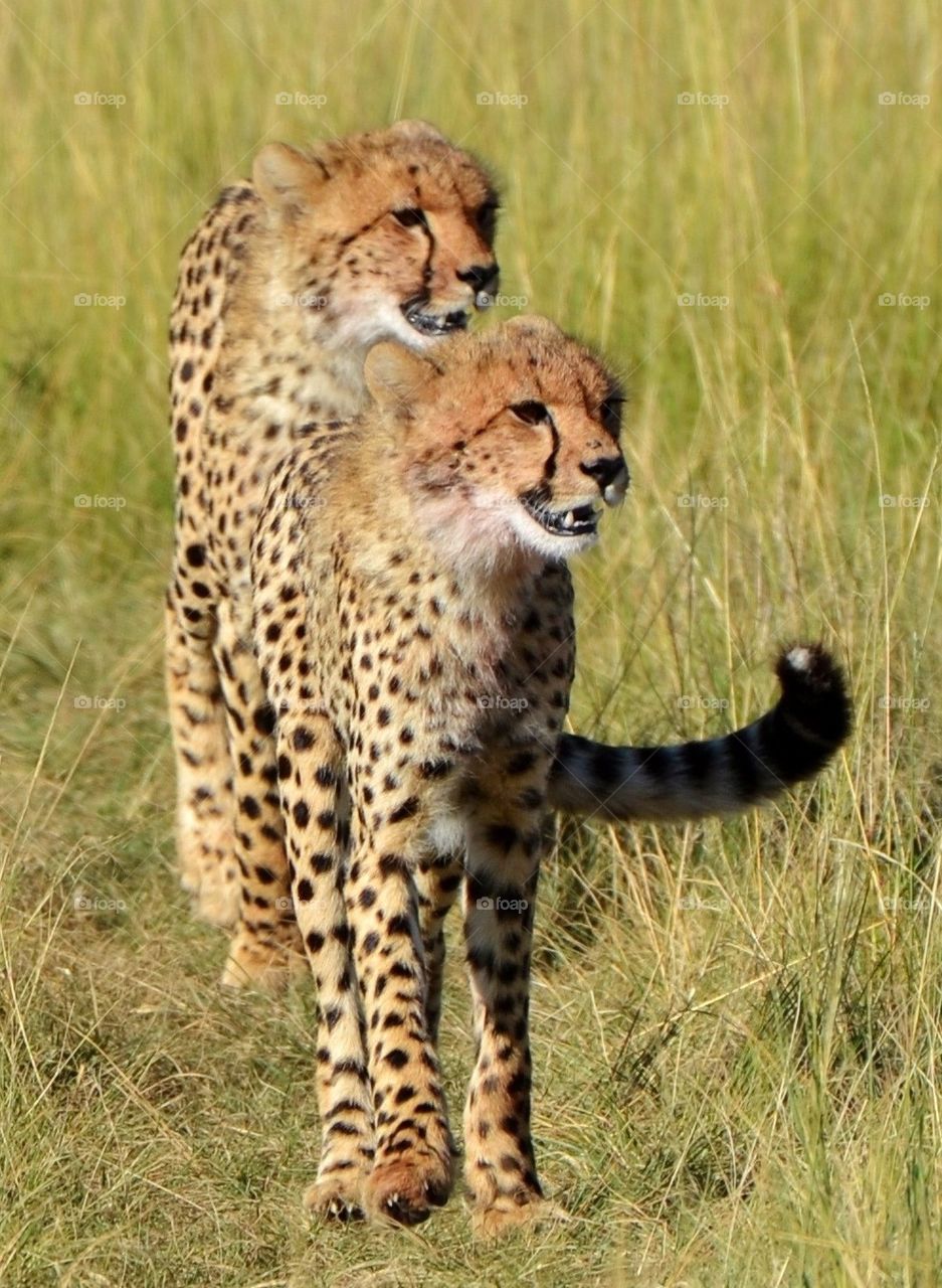 Cheetahs in Kenya 