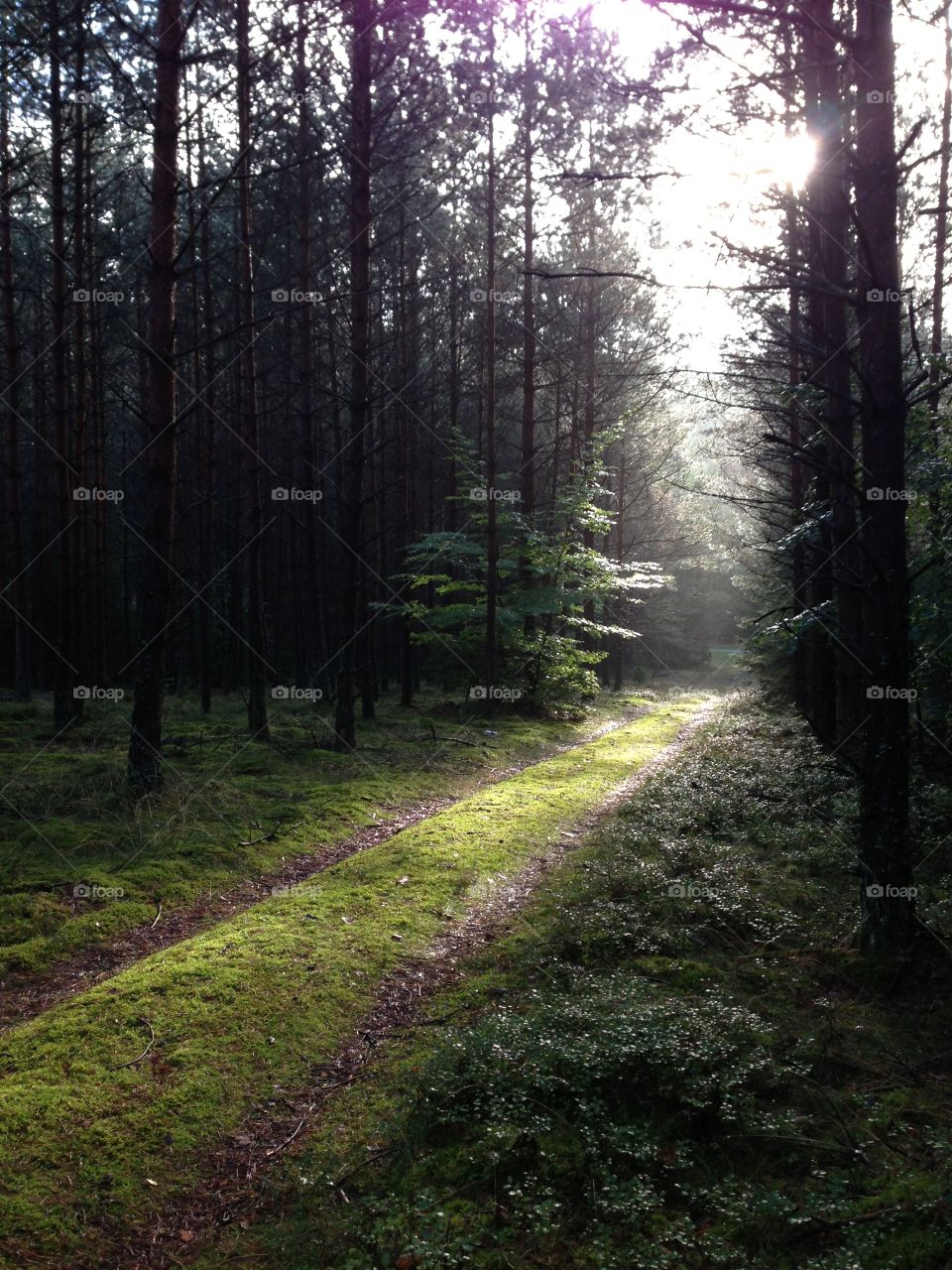 Light in forest