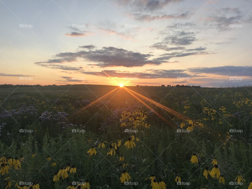 sunset over a field
