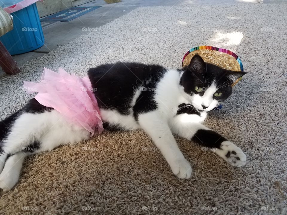 cat with costume