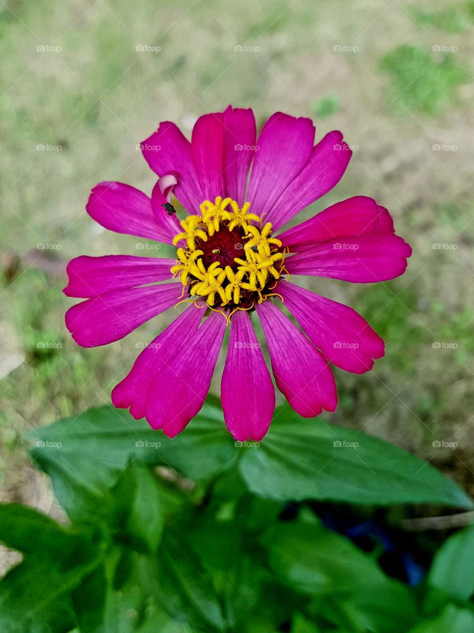 A beuatiful flower in outdoors .