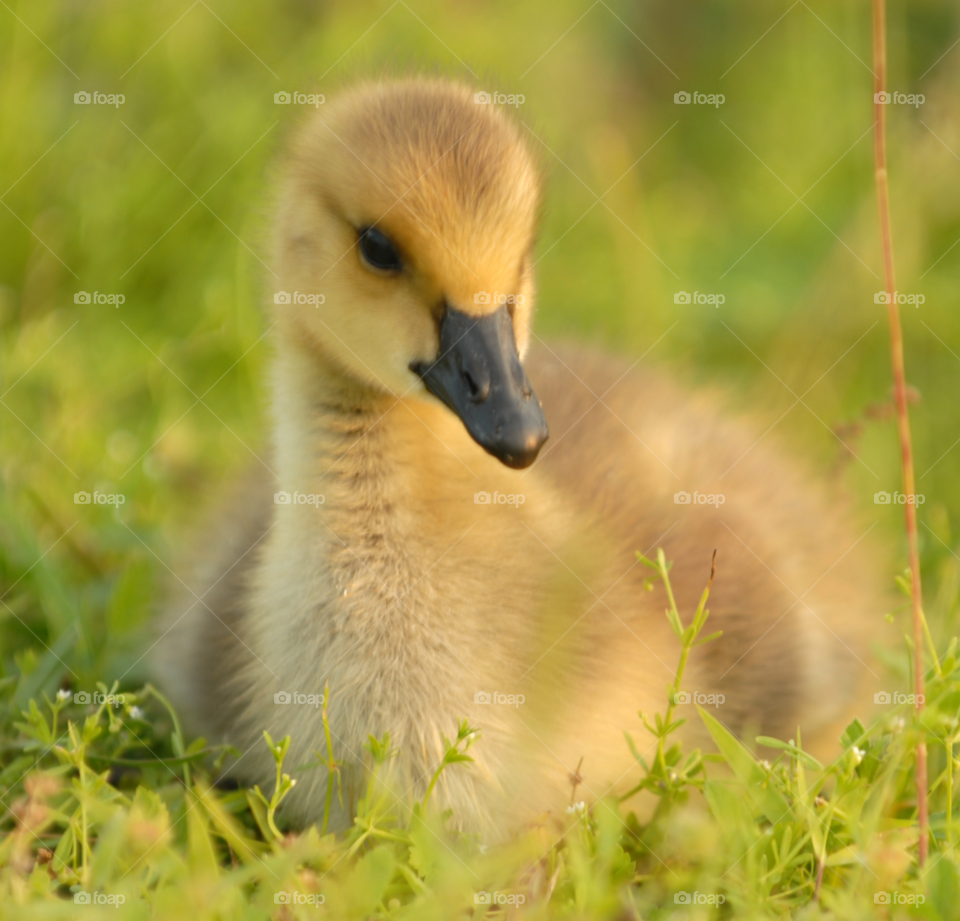 baby animal bird canada by lightanddrawing