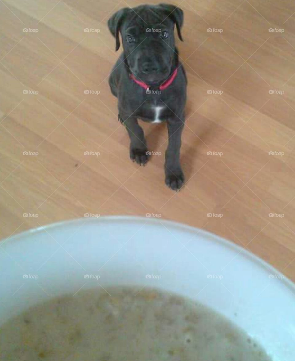Pro breakfast beggars pup! 
