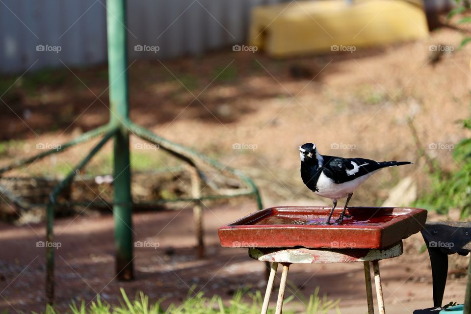 Murray Magpie Lark in birdbath 