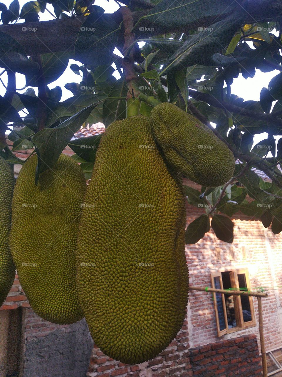 Jackfruit