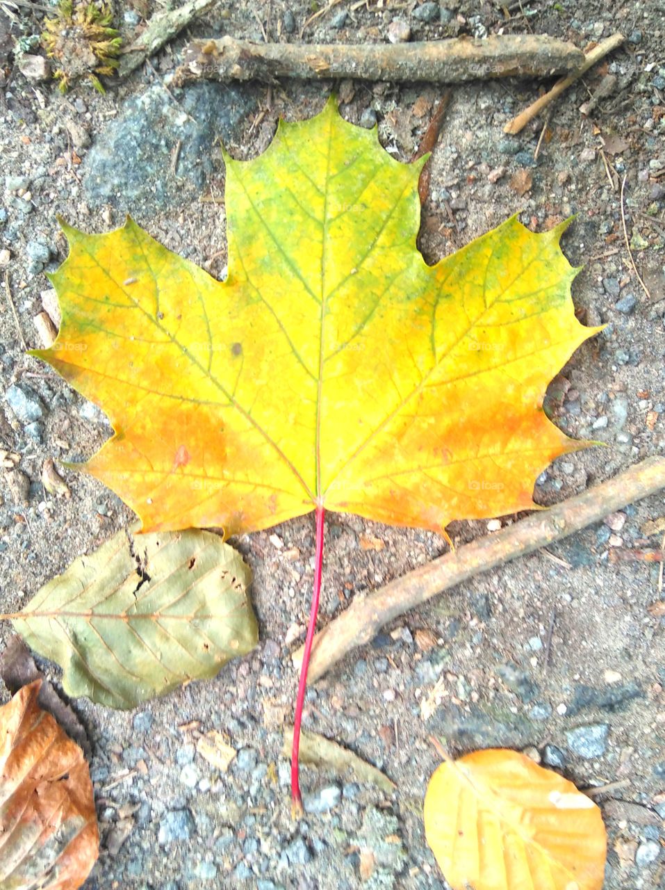 yellow leaf