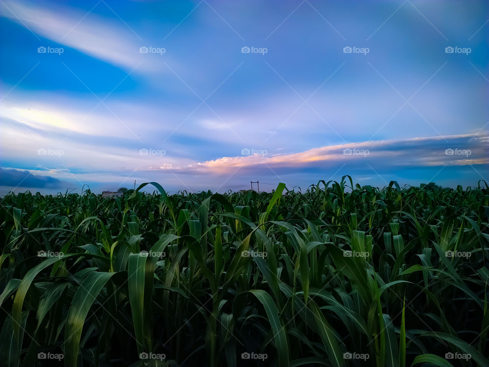 Corn field under blue sky with clouds, Rajasthan India