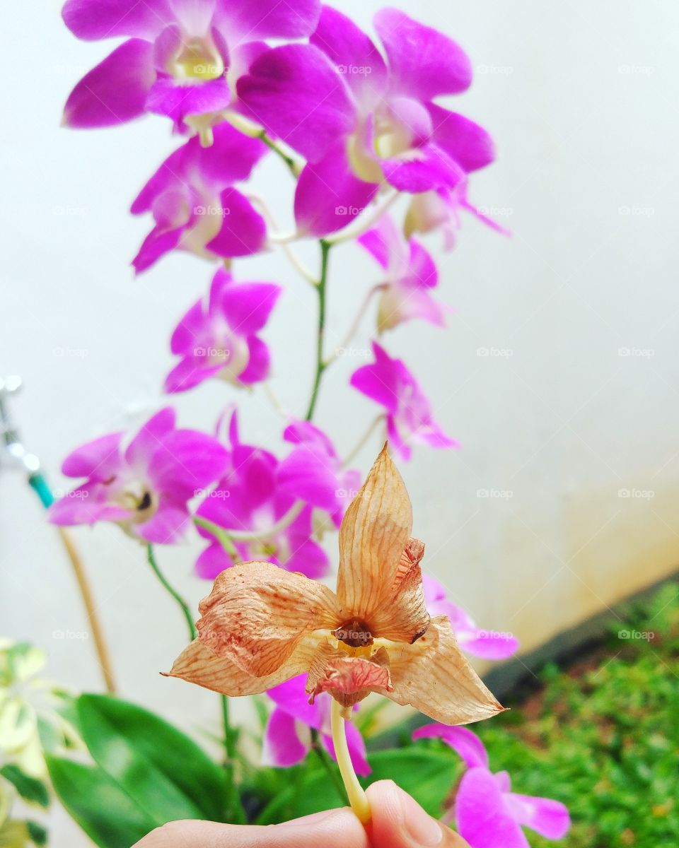 like orchid forever