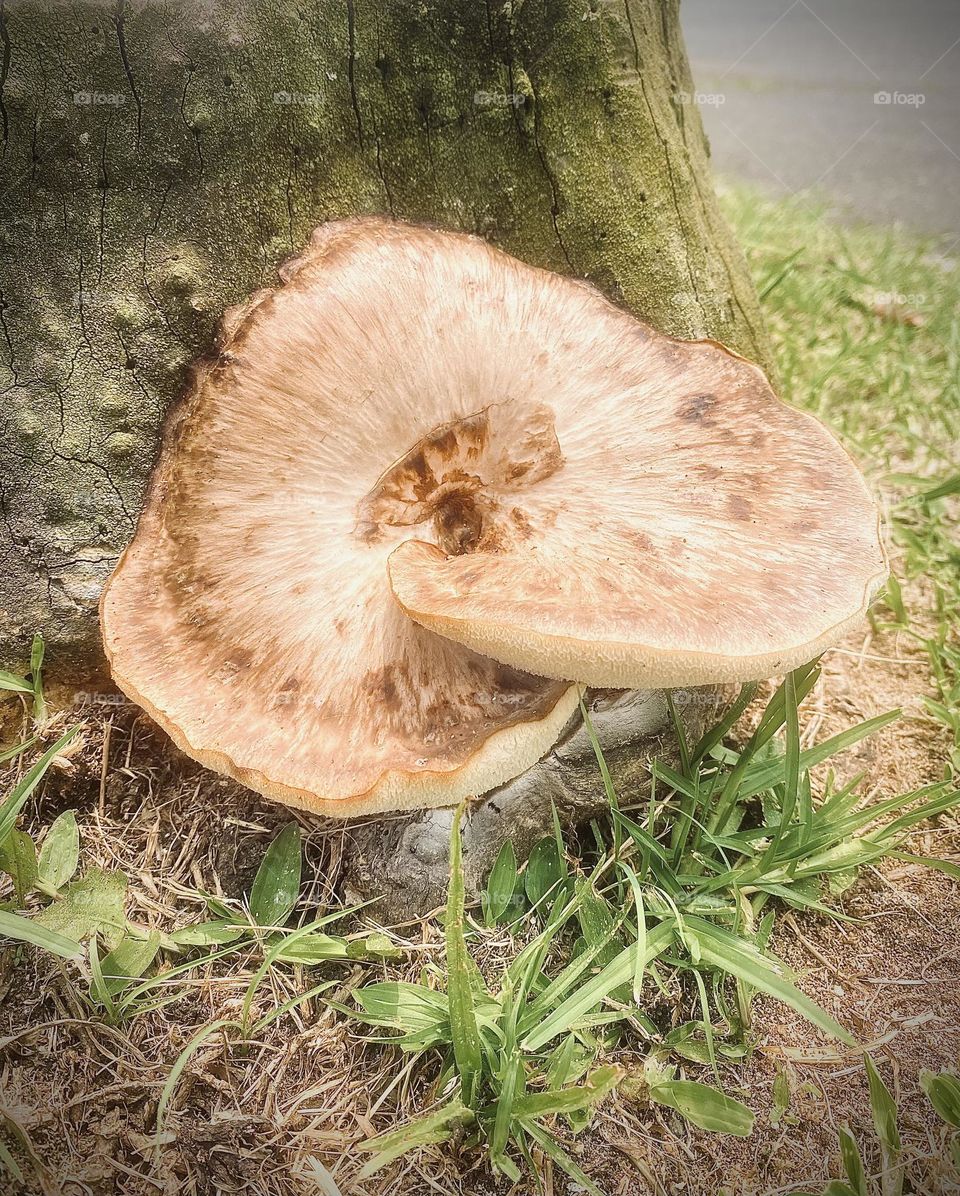 Big mushroom
