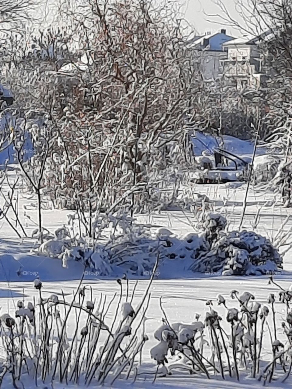 winter garden after snowfall  - fresh snow on shrubs and trees  on a sunny day