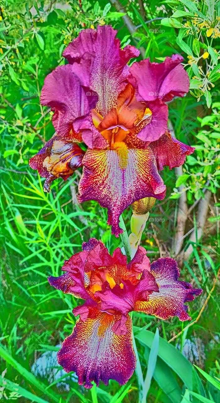 iris