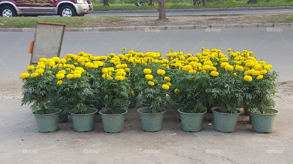 Tet holiday in VietNam. Sell in flowers market. Bán hoa ngày xuân.  #Hoa vạn thọ#