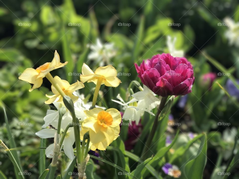 Hello spring@ duke gardens