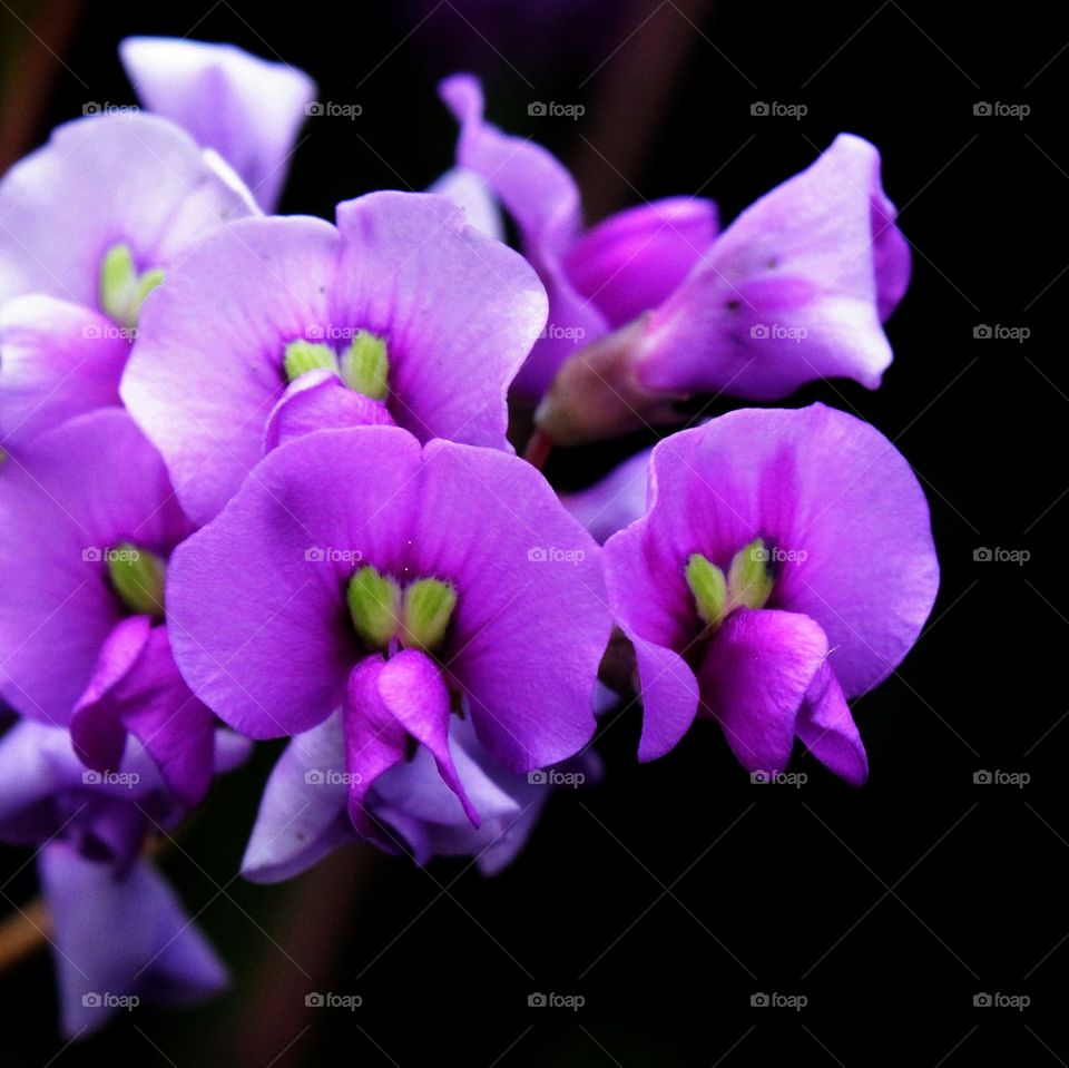 Violet Blossom