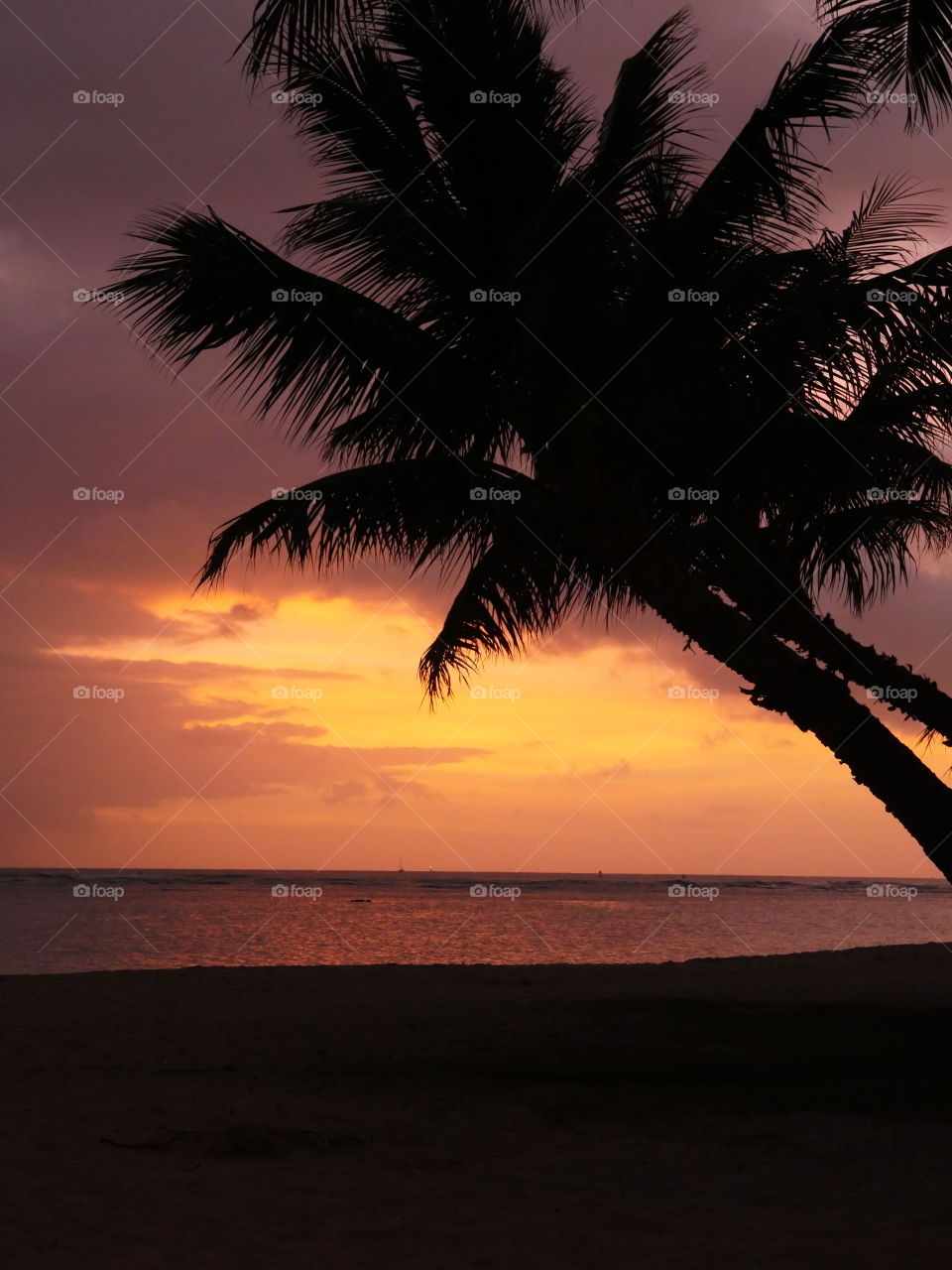 Hawaii beach sunset palm tree