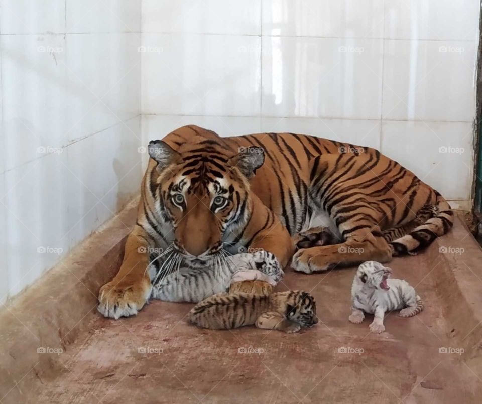 Tiger with family