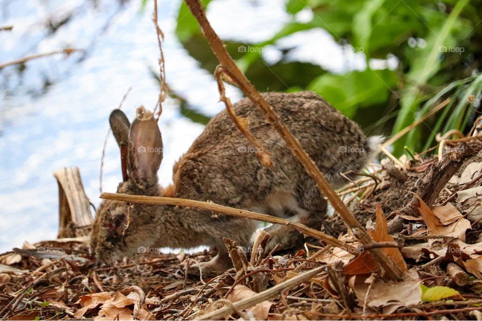 A wild rabbit in a wooded part of the city of Madrid