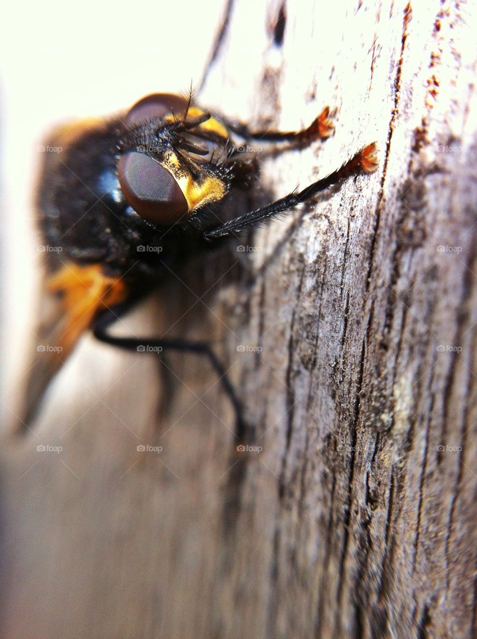 landscape nature macro closeup by miss_falcon