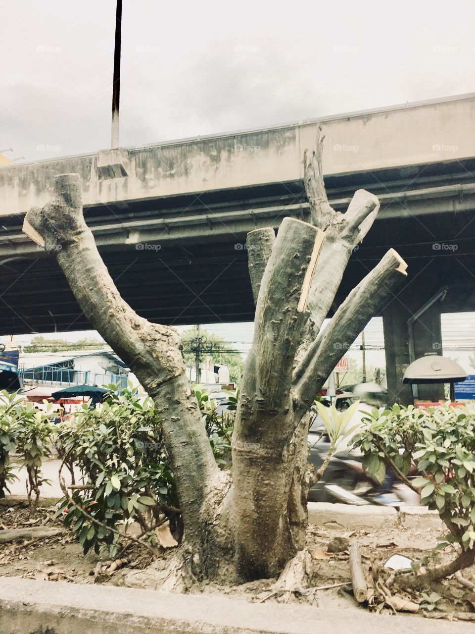 Where are the leafs ?? 