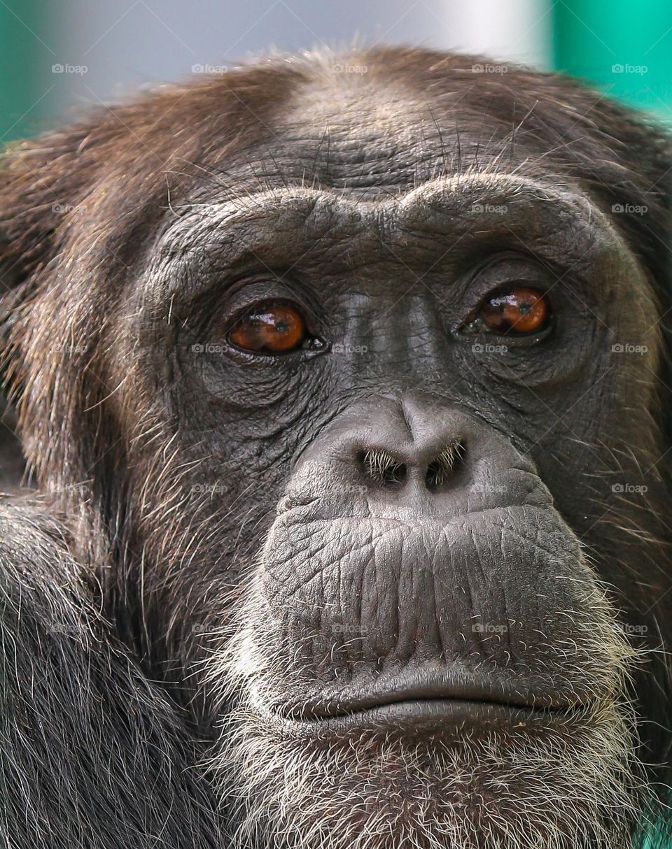 Weary Old Man This chimp with his gray hair  and dreary eyes seems just to be waiting for the next stage in life.