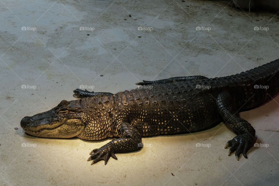 Alligator lying on the ground from side