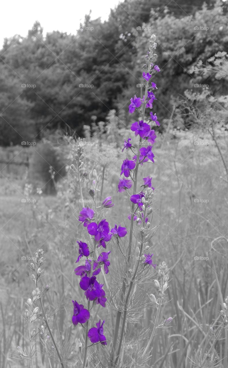 Purple flowers in black and white garden
