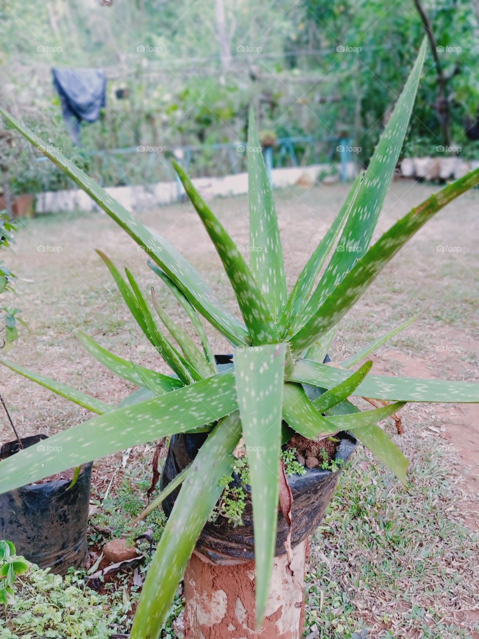 aloe vera