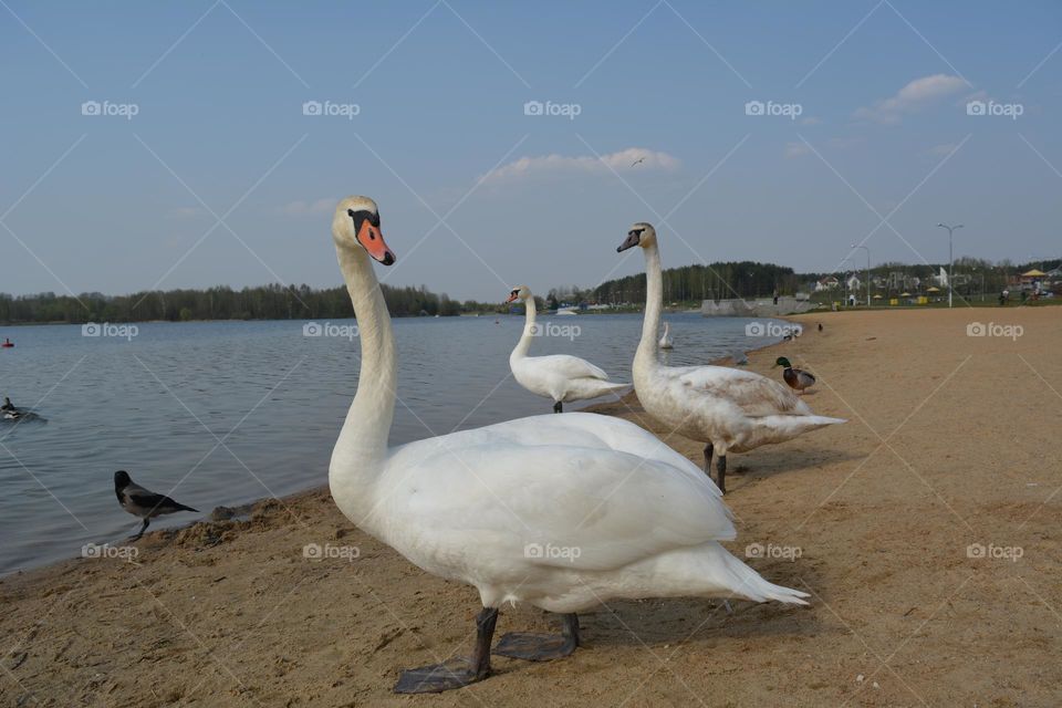 swans on a lake spring nature