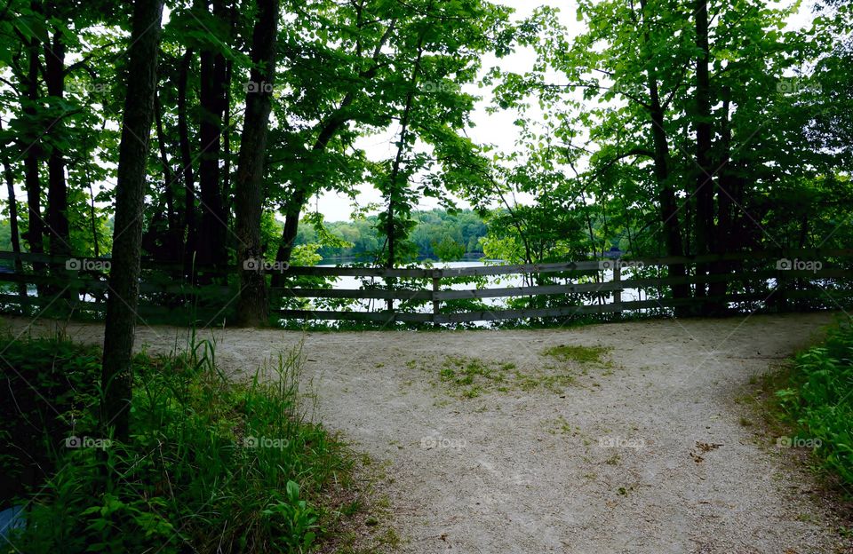 Nature. Summer Trees