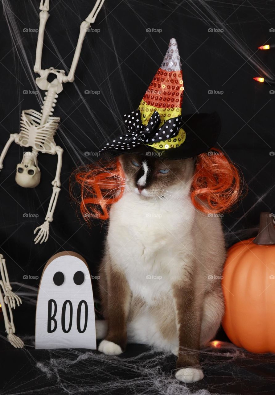 Cat with witch hat, ready for Halloween