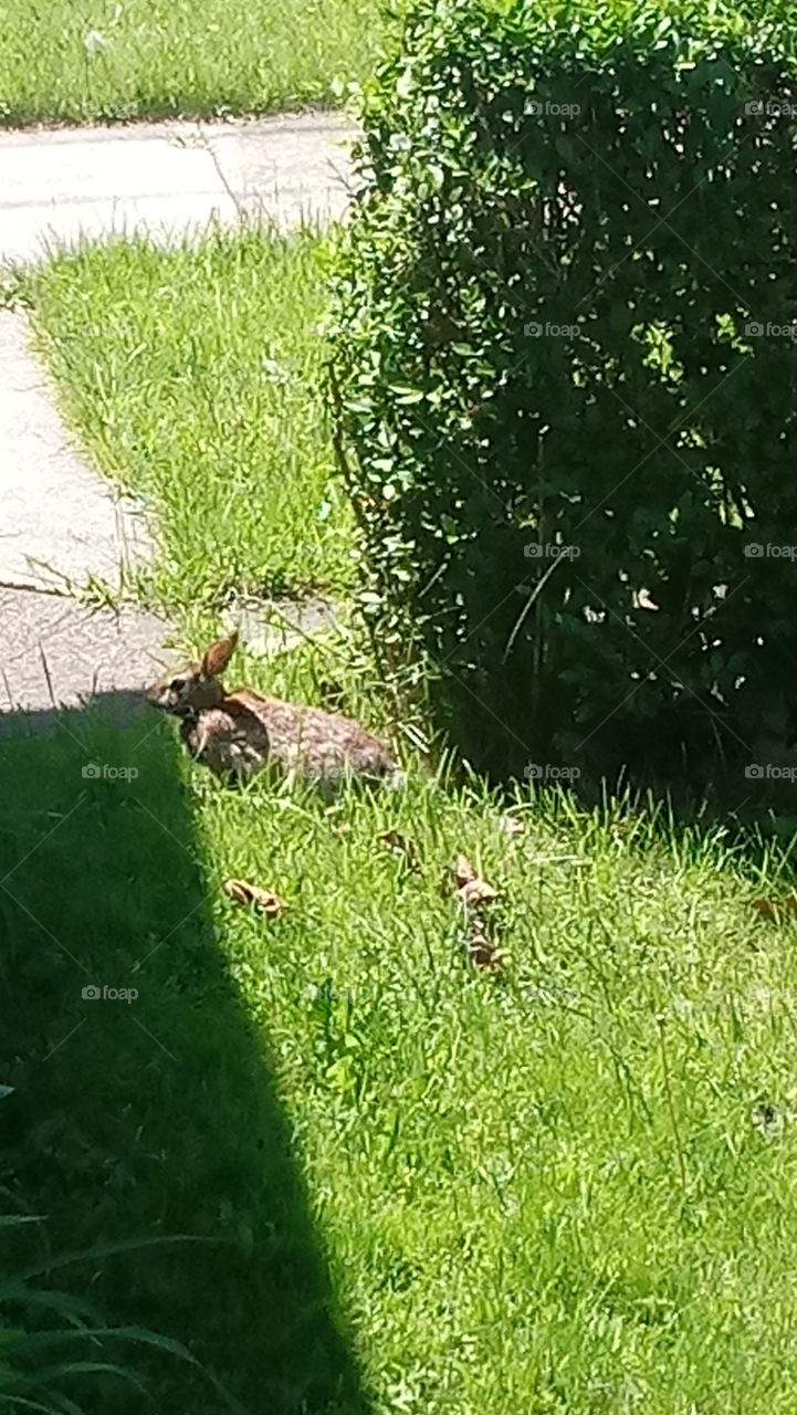 rabbit on grass