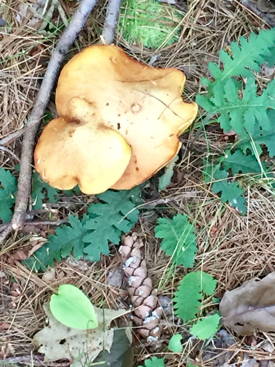 Forest floor
Pennsylvania 