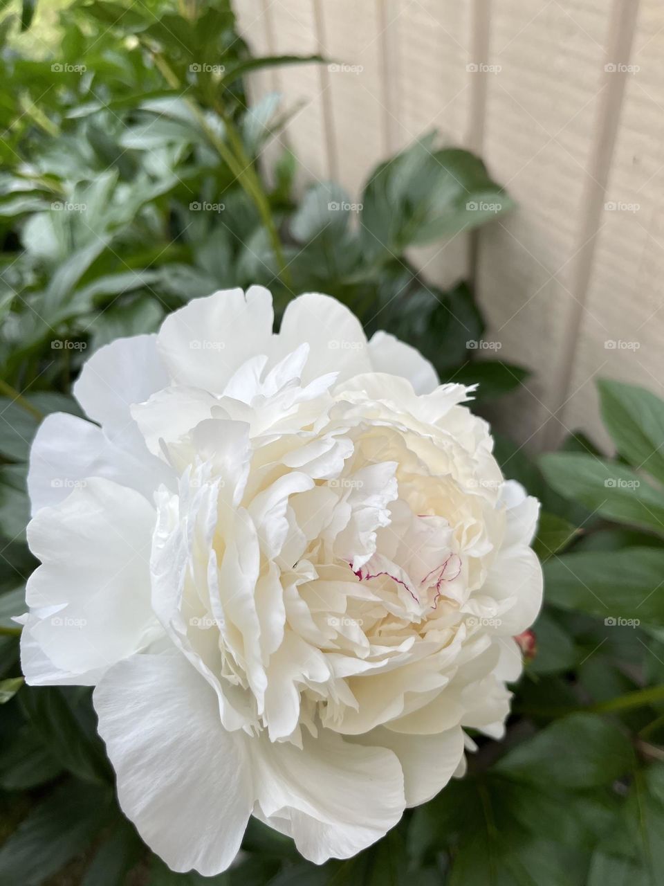 Peonies 