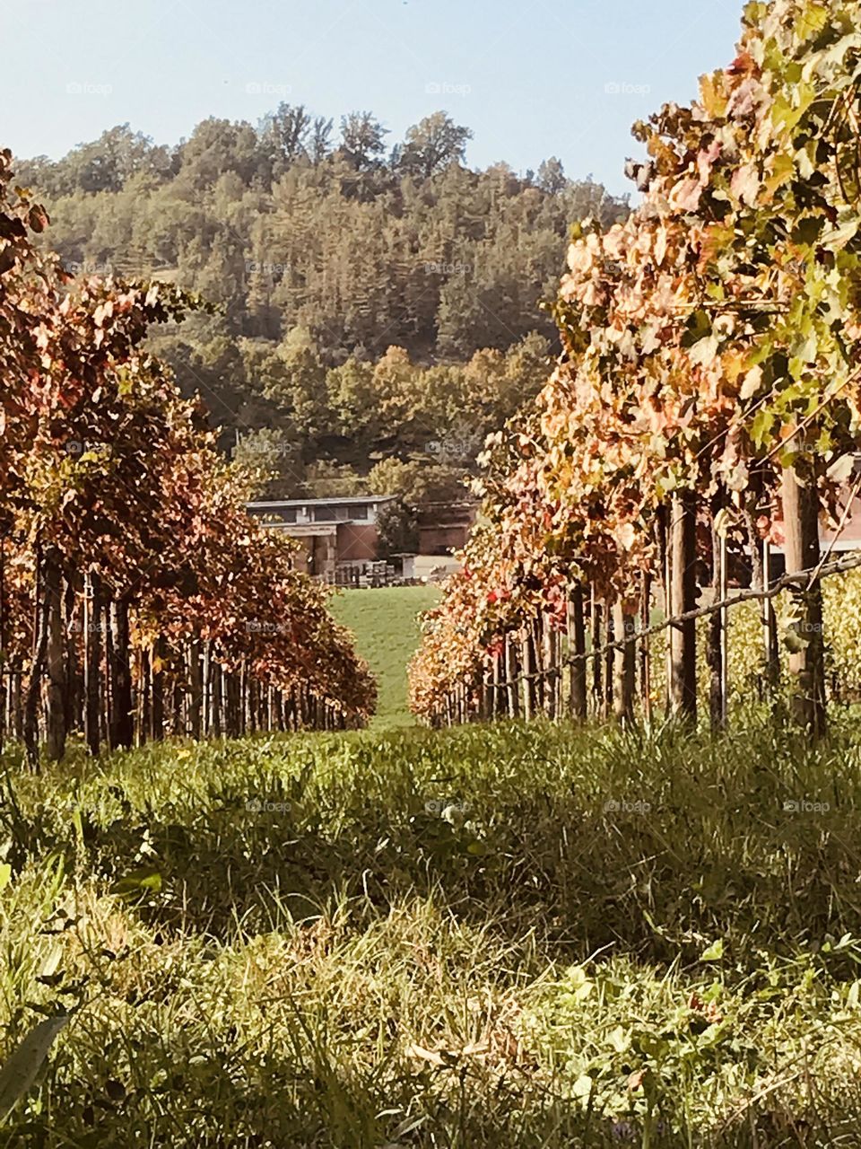 autumn in the vineyard on the farm, autumn colors