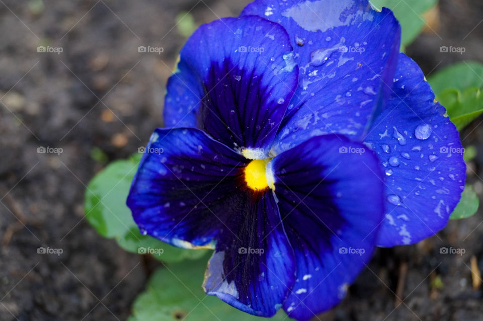 blue flower