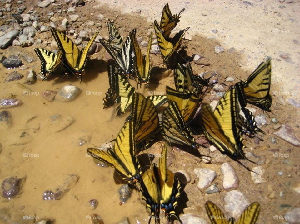 Swallowtails mud puddling 